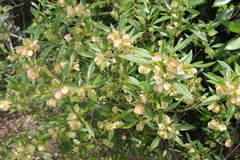 Dodonaea viscosa